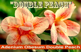 (image for) Rare Adenium Obesum 'Double Peach' 5 Seeds - Click Image to Close